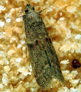 The almond moth has many nicknames and can easily be confused with other species of moths