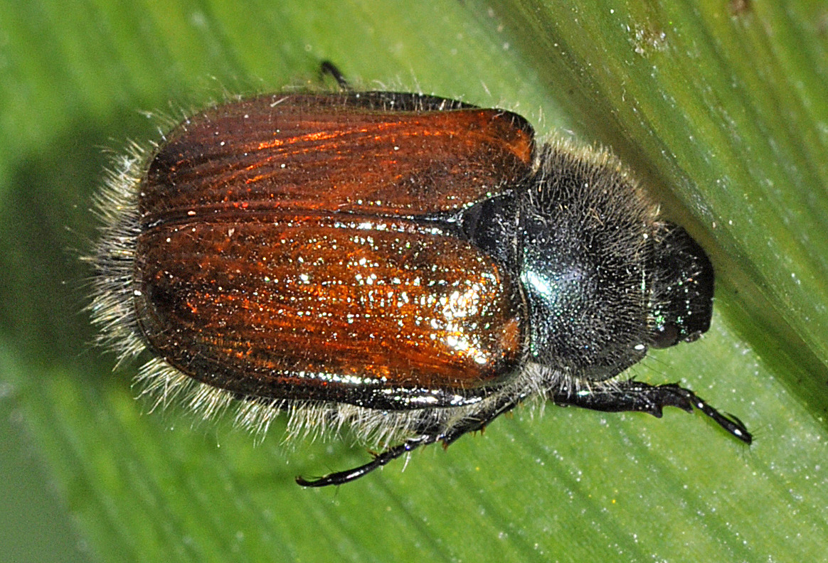 Garden chafers are pretty common in the UK