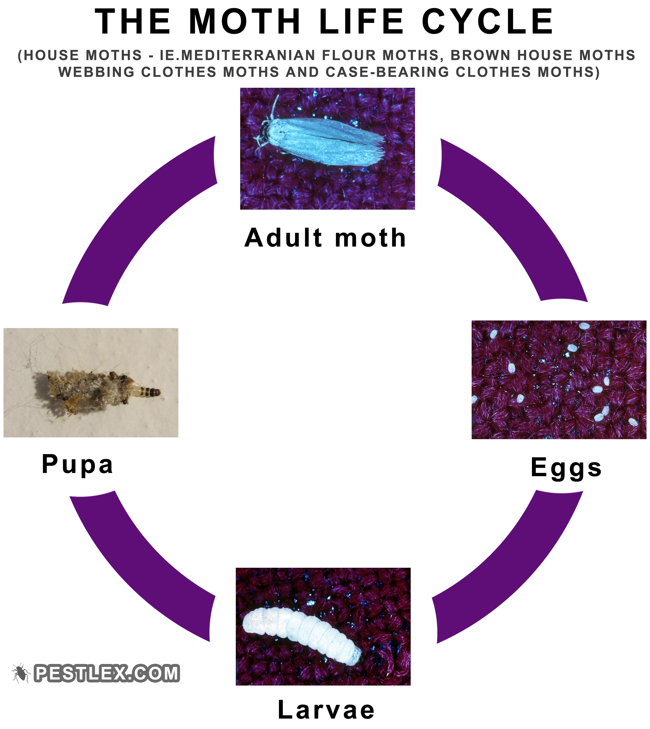 The Moth life cycle illustrated