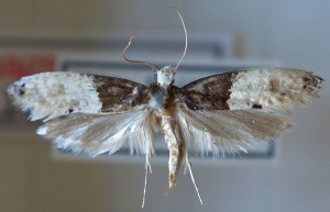 Carpet moths are easy to recognise from other species due to their appearance